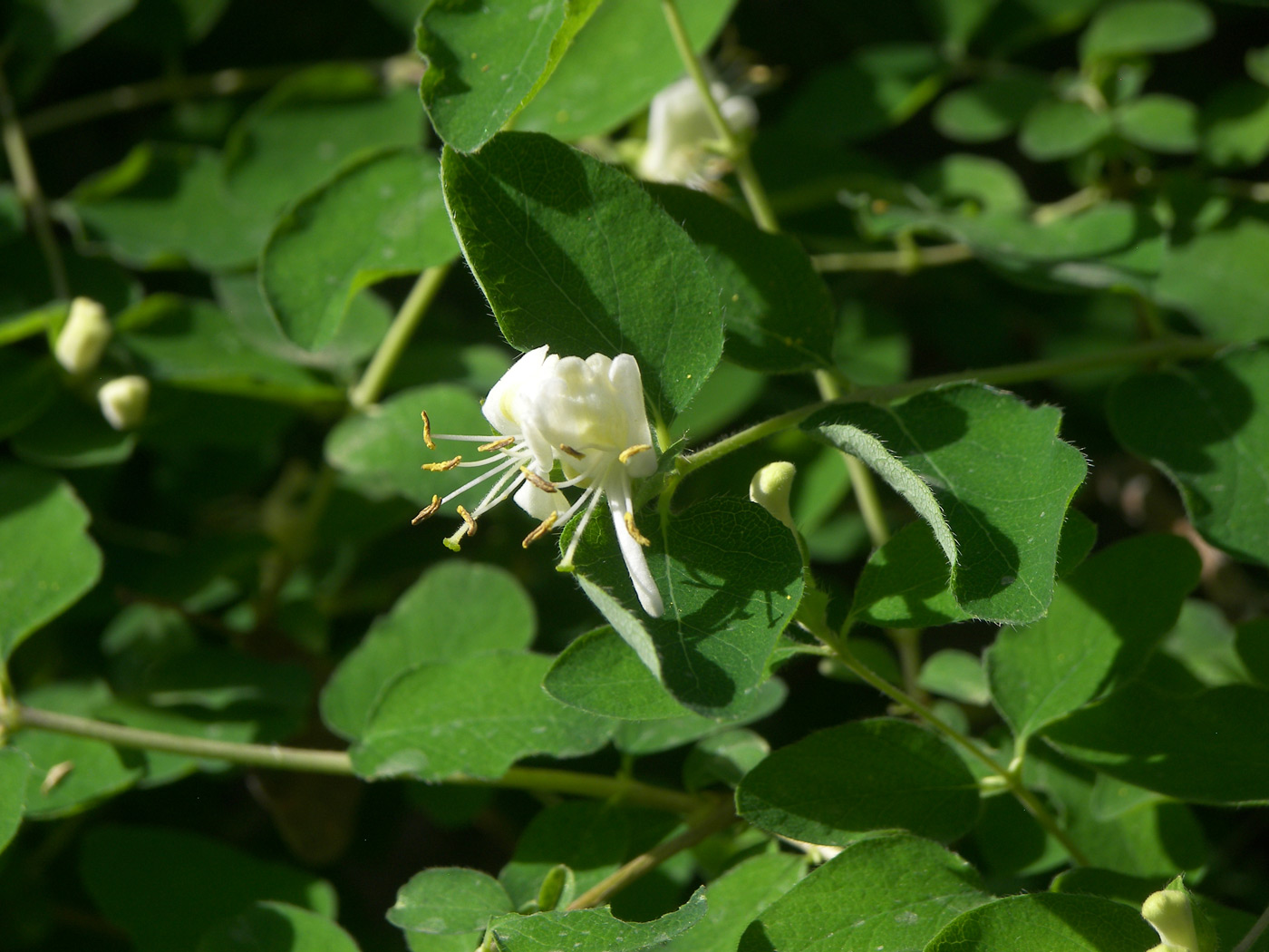 Изображение особи Lonicera floribunda.