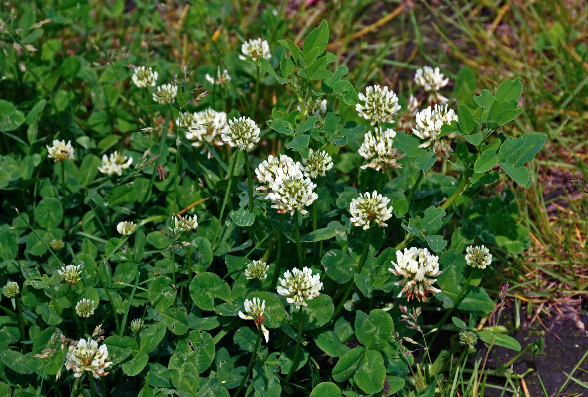 Изображение особи Trifolium repens.