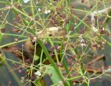 Alisma orientale