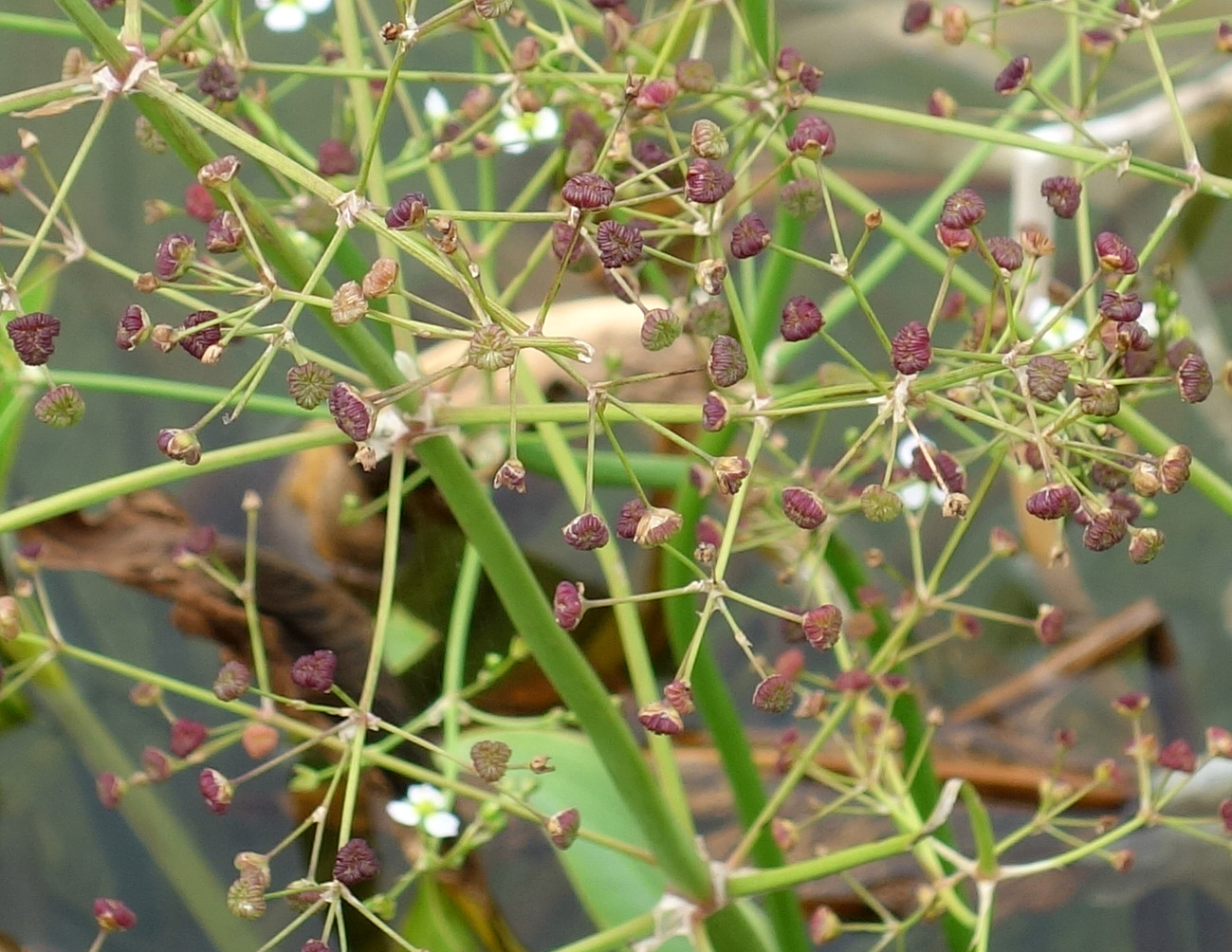 Image of Alisma orientale specimen.