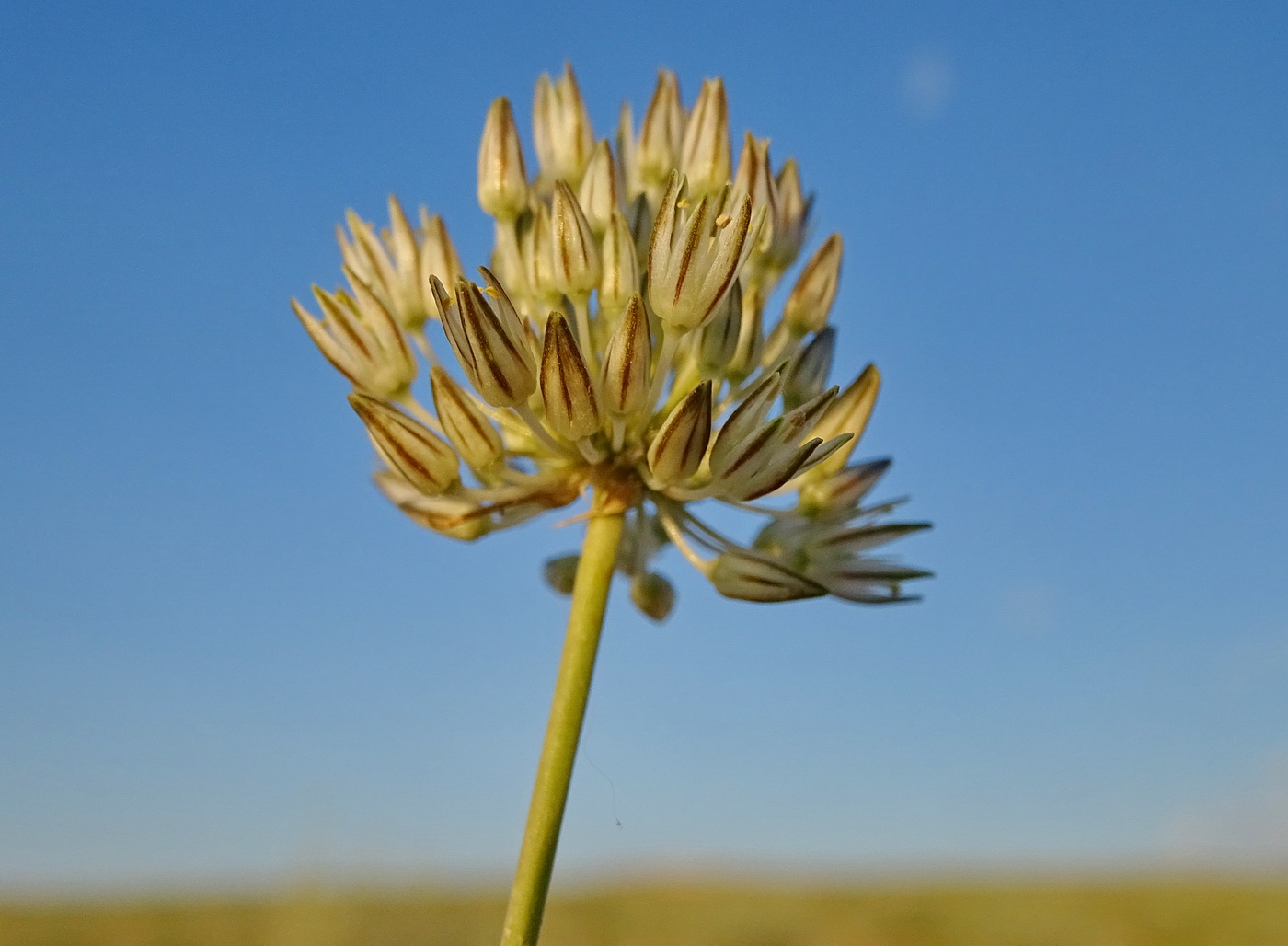 Image of genus Allium specimen.