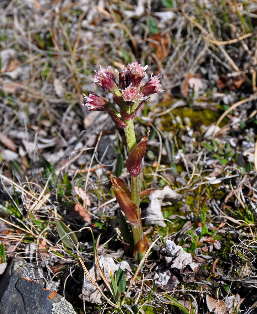 Image of Petasites rubellus specimen.