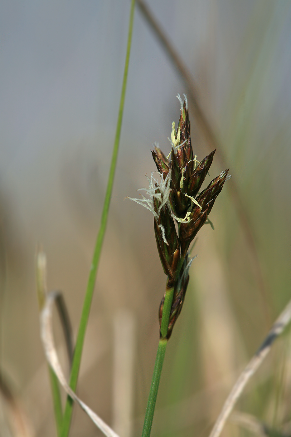Image of Carex praecox specimen.