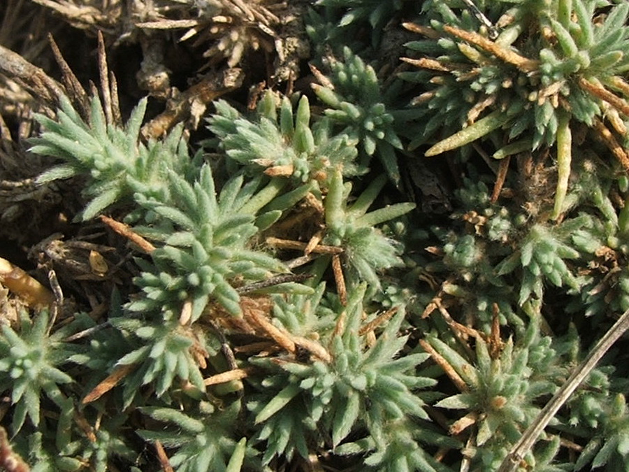 Image of Camphorosma monspeliaca specimen.