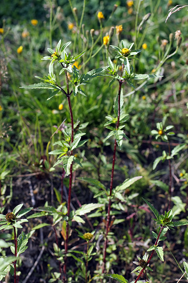 Image of Bidens tripartita specimen.