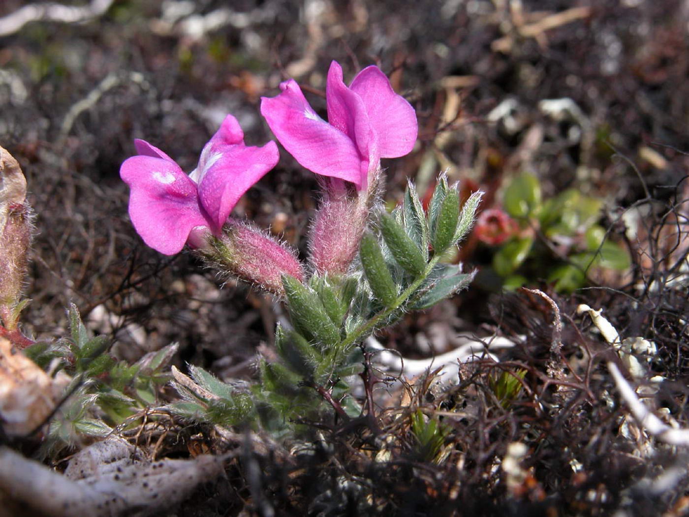 Image of Oxytropis gorodkovii specimen.