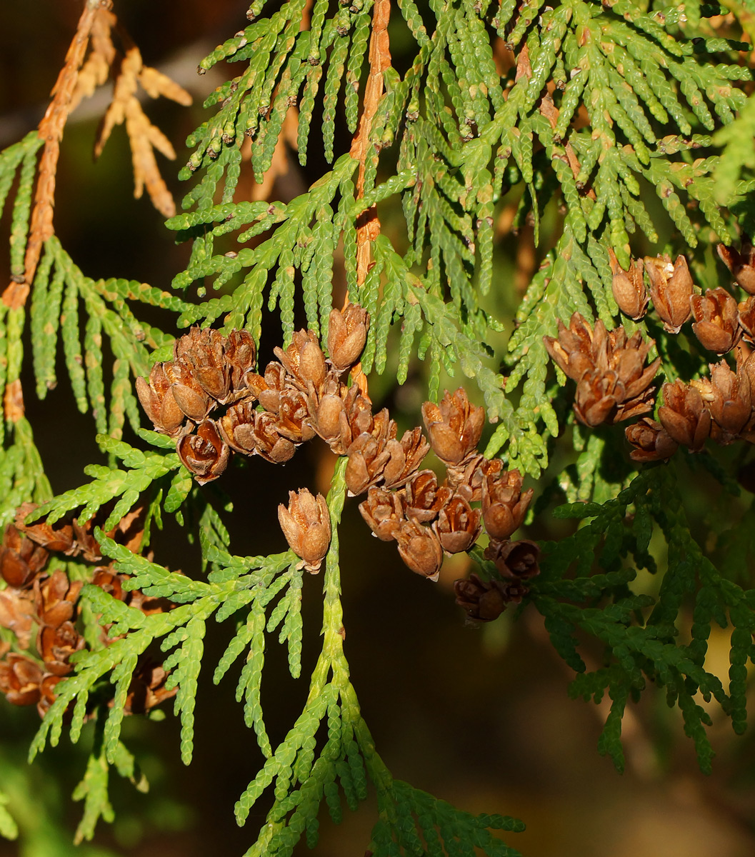 Image of Thuja occidentalis specimen.