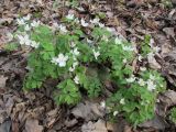 Isopyrum thalictroides