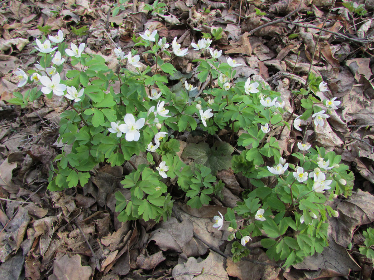 Изображение особи Isopyrum thalictroides.