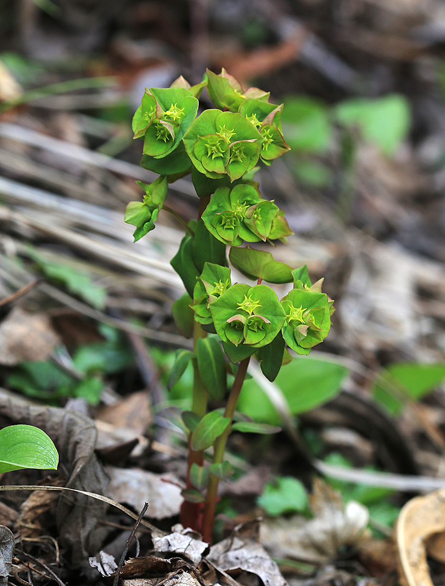 Image of Euphorbia savaryi specimen.