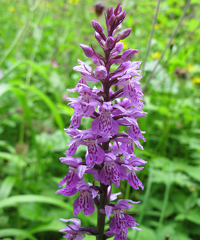 Image of Dactylorhiza fuchsii specimen.