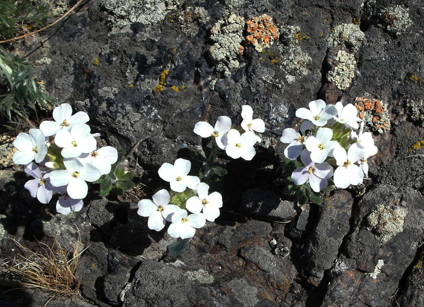 Image of Clausia aprica specimen.