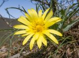 genus Tragopogon. Соцветие. Краснодарский край, м/о г. Новороссийск, гора Рябкова, ≈ 500 м н.у.м., скальное обнажение, на моховой подушке. 19.04.2020.