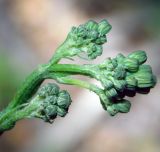 Crepis pulchra