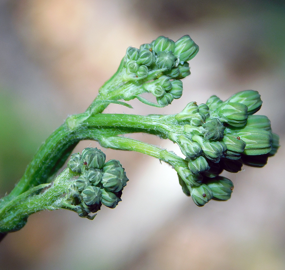 Image of Crepis pulchra specimen.