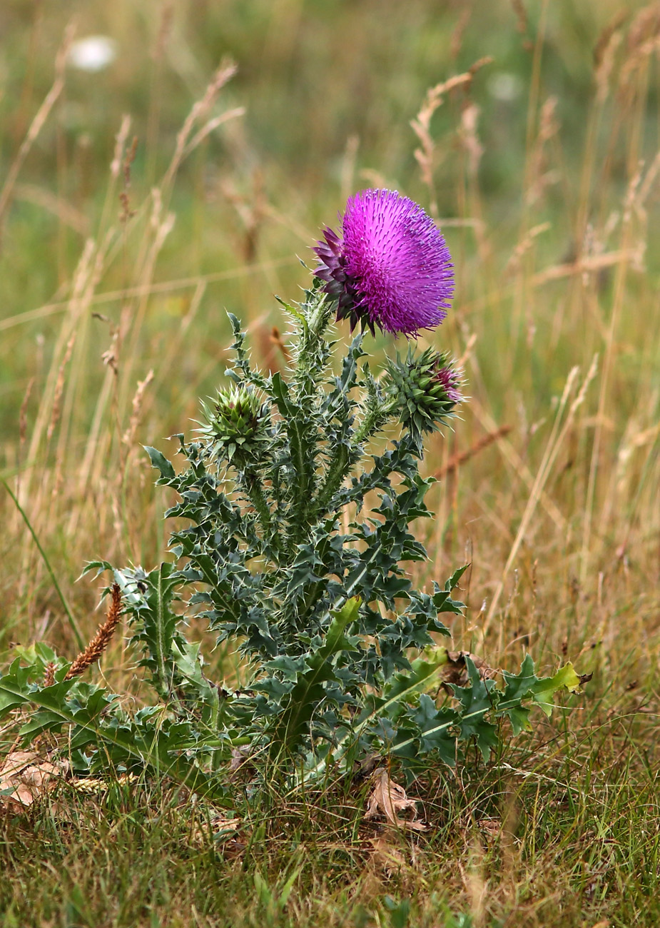 Image of Carduus thoermeri specimen.