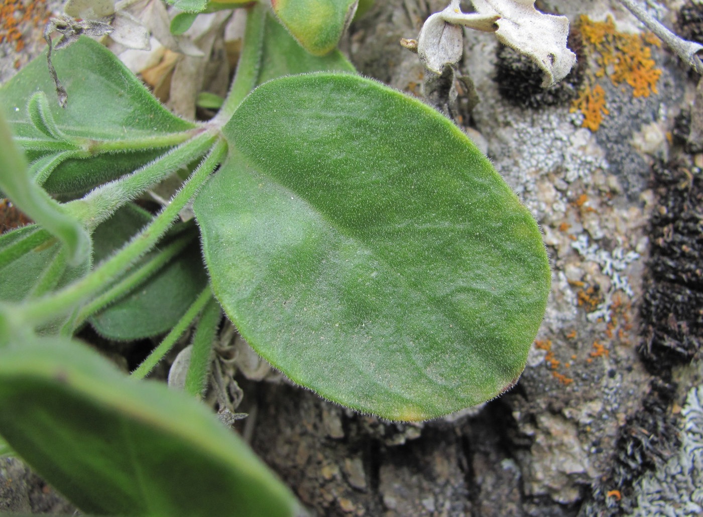 Image of Silene pygmaea specimen.