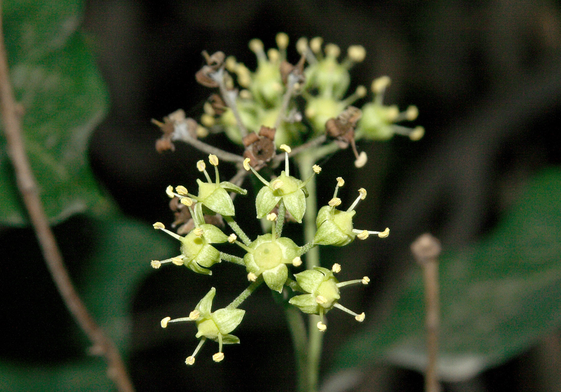 Изображение особи Hedera pastuchovii.