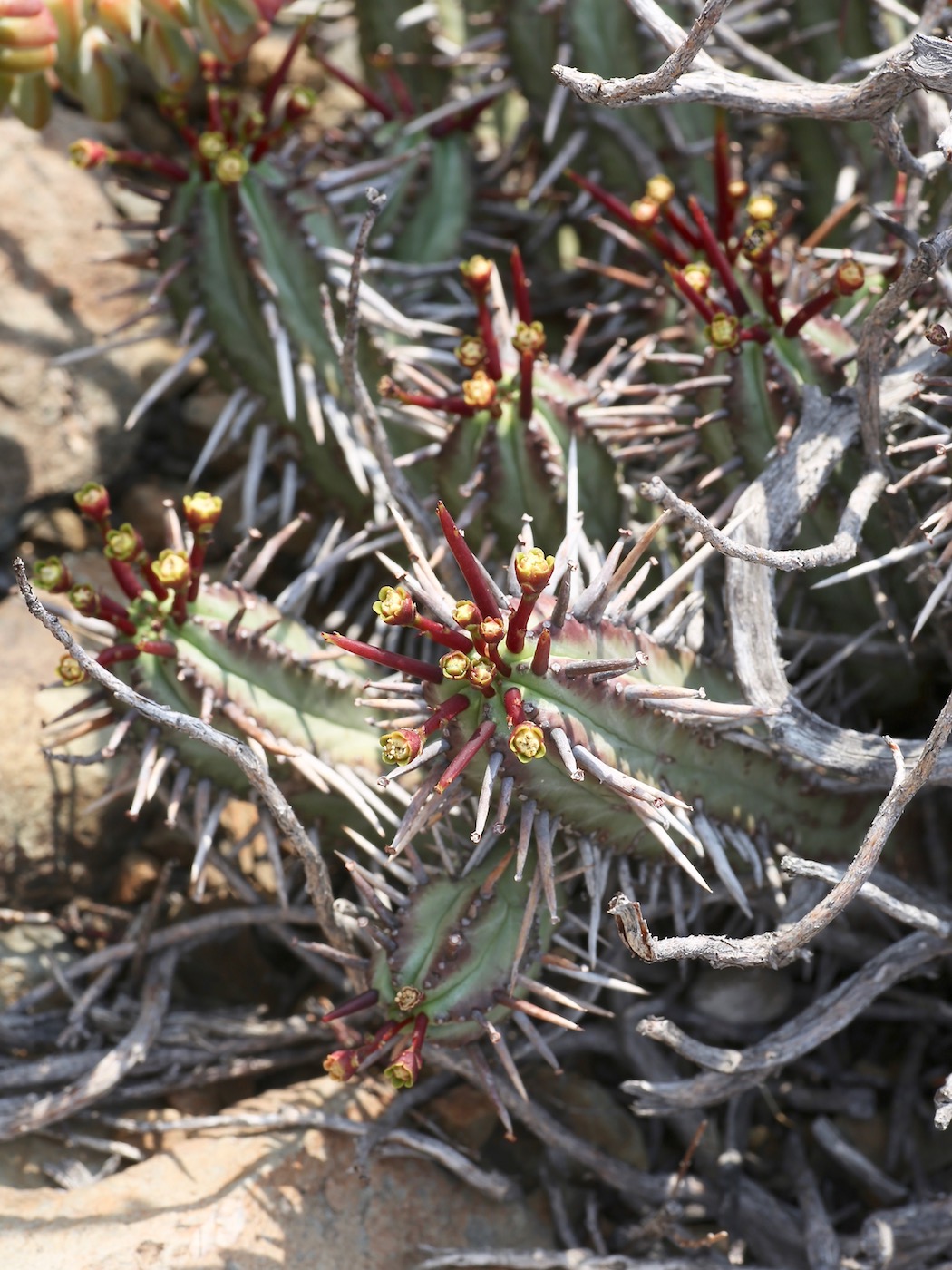 Изображение особи Euphorbia heptagona.