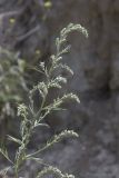 Artemisia vulgaris