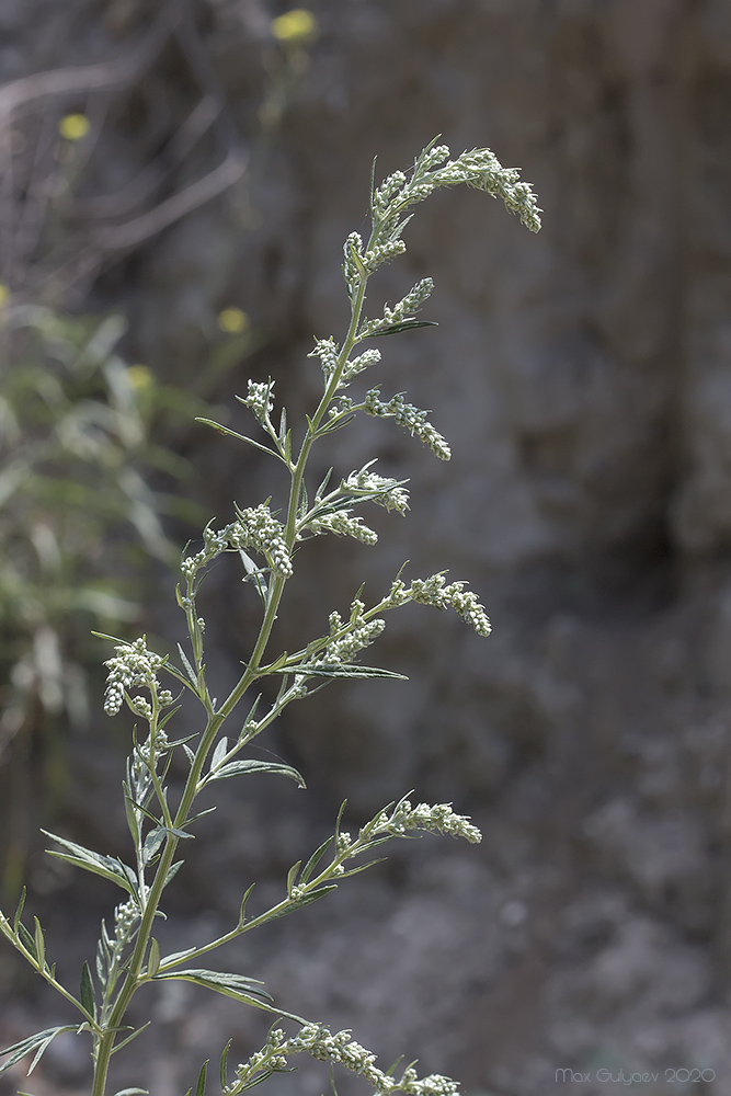 Image of Artemisia vulgaris specimen.