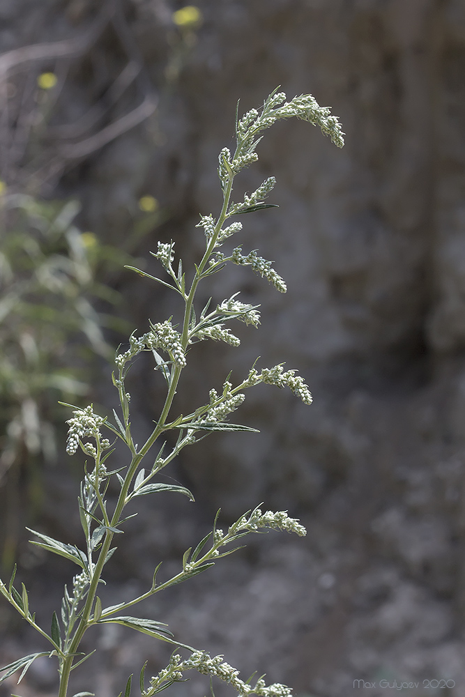 Изображение особи Artemisia vulgaris.