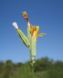 Chondrilla juncea