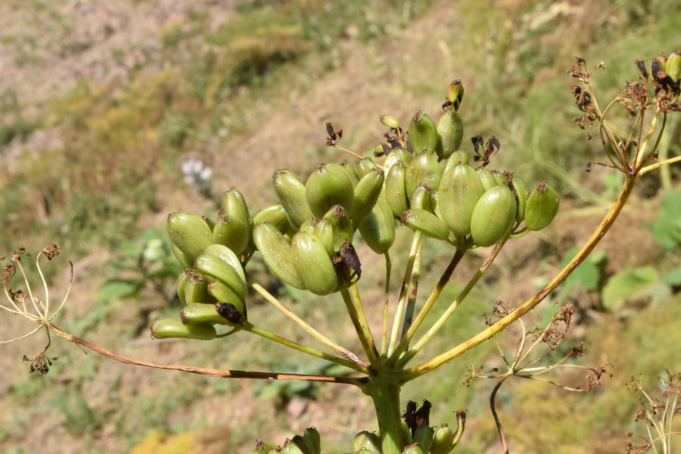 Image of genus Ferula specimen.