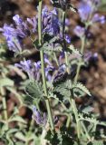 Nepeta mussinii