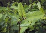 Image of taxon representative. Author is Игорь Павлов