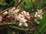 Cuscuta epithymum