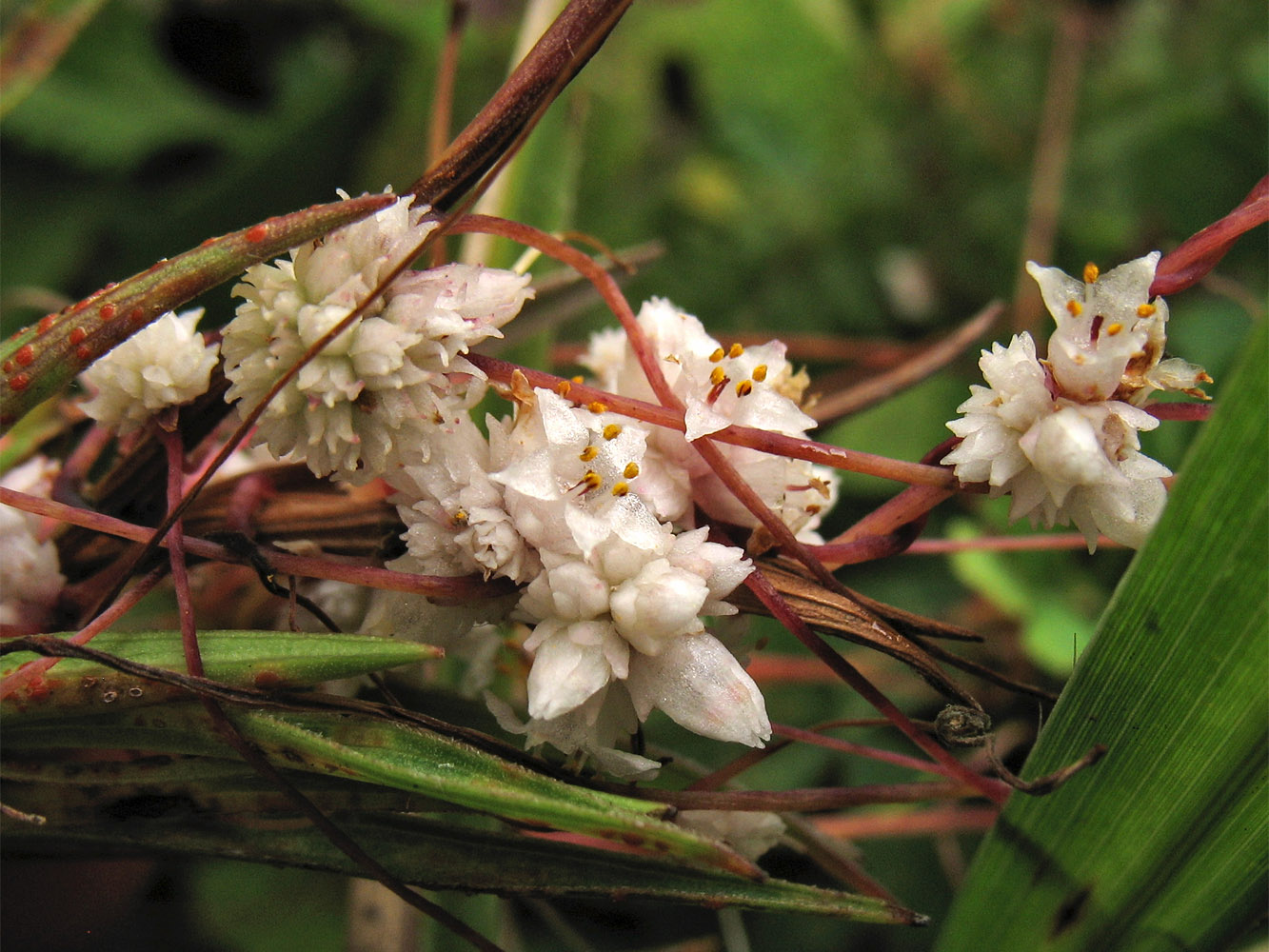 Изображение особи Cuscuta epithymum.