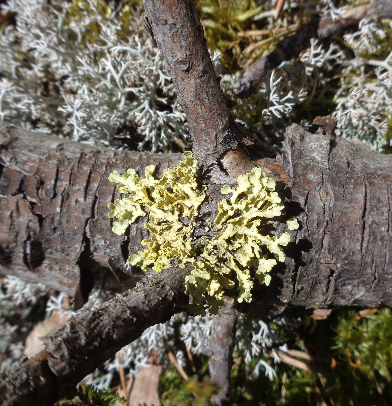 Image of Vulpicida pinastri specimen.