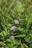 Mentha arvensis