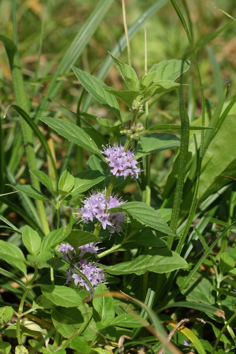 Image of Mentha arvensis specimen.