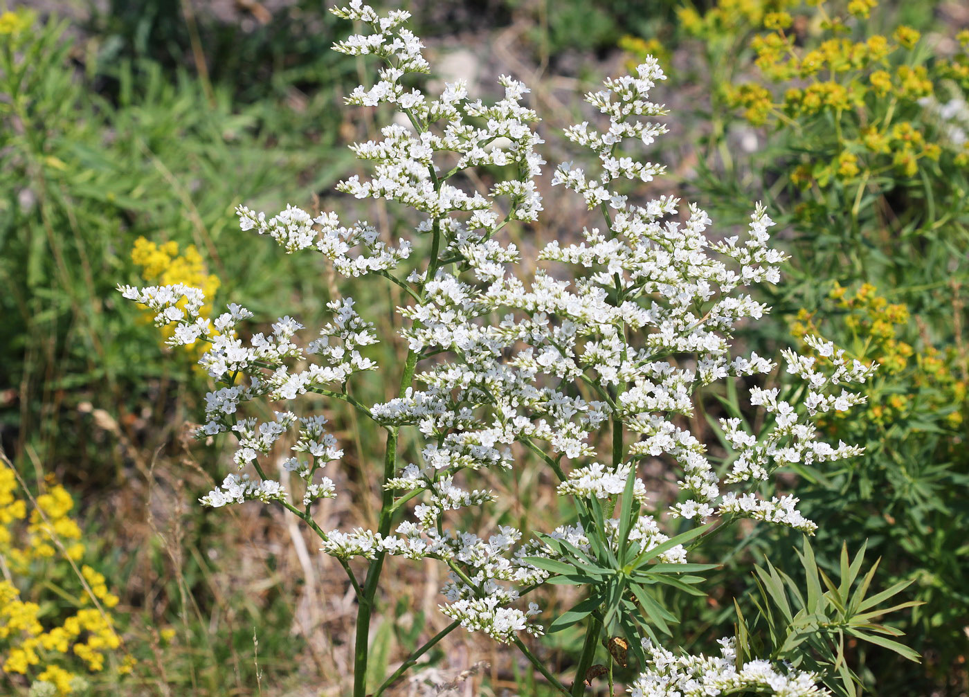 Image of Goniolimon elatum specimen.