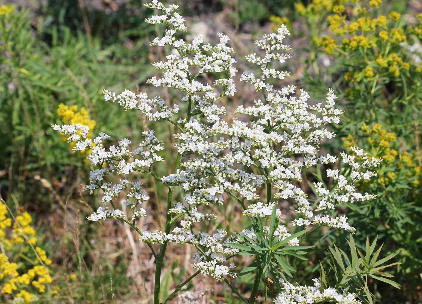 Изображение особи Goniolimon elatum.