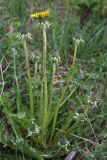 Taraxacum fasciatum