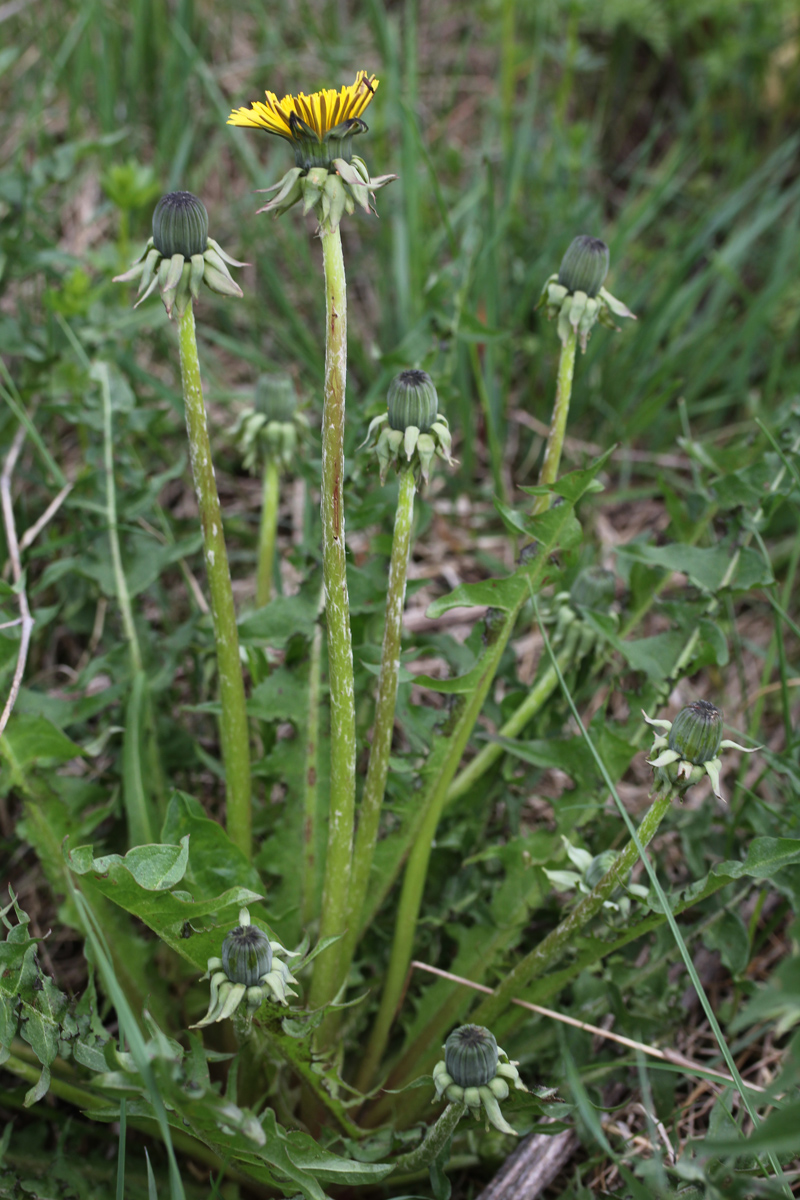 Изображение особи Taraxacum fasciatum.