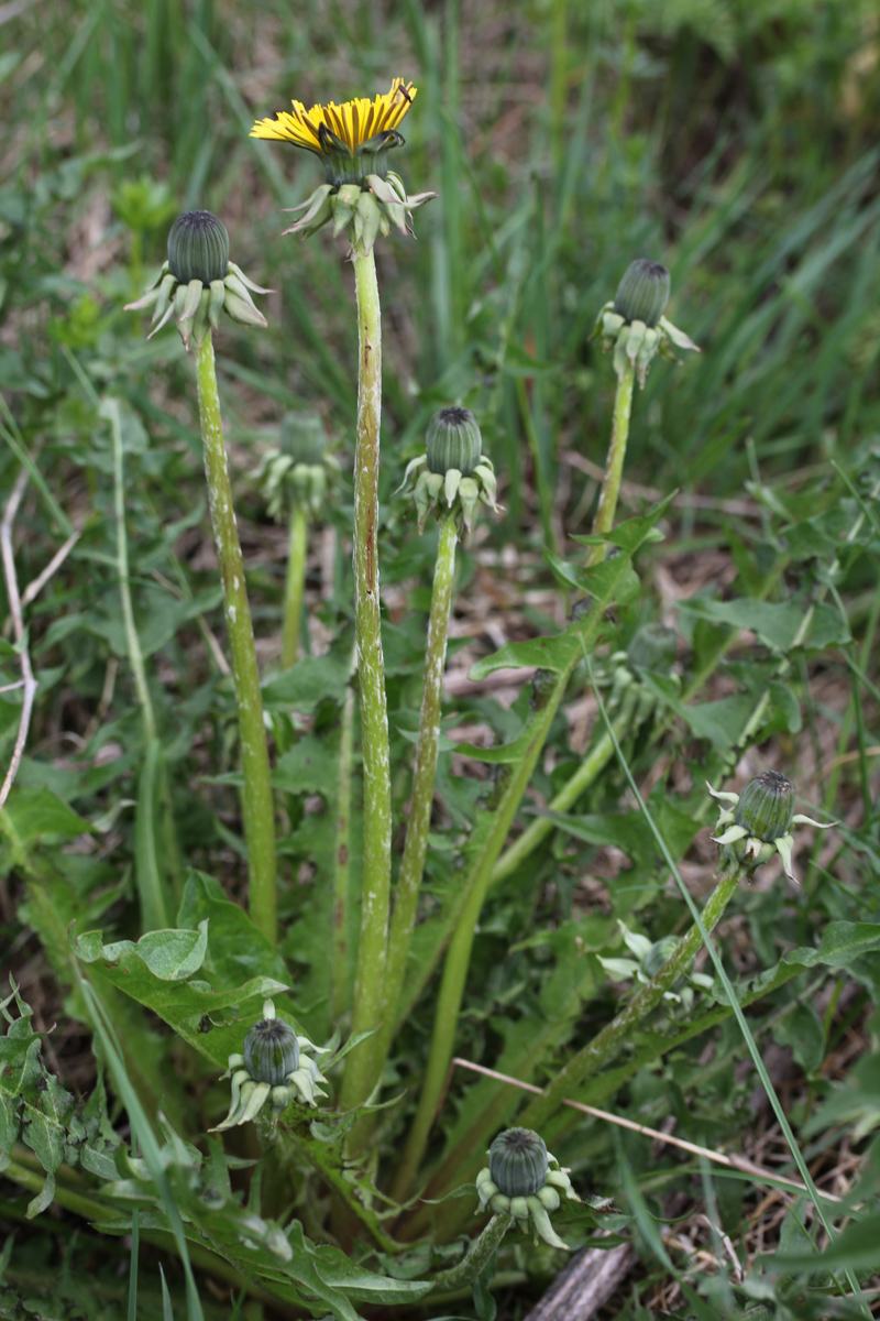 Image of Taraxacum fasciatum specimen.