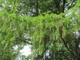 Larix kaempferi