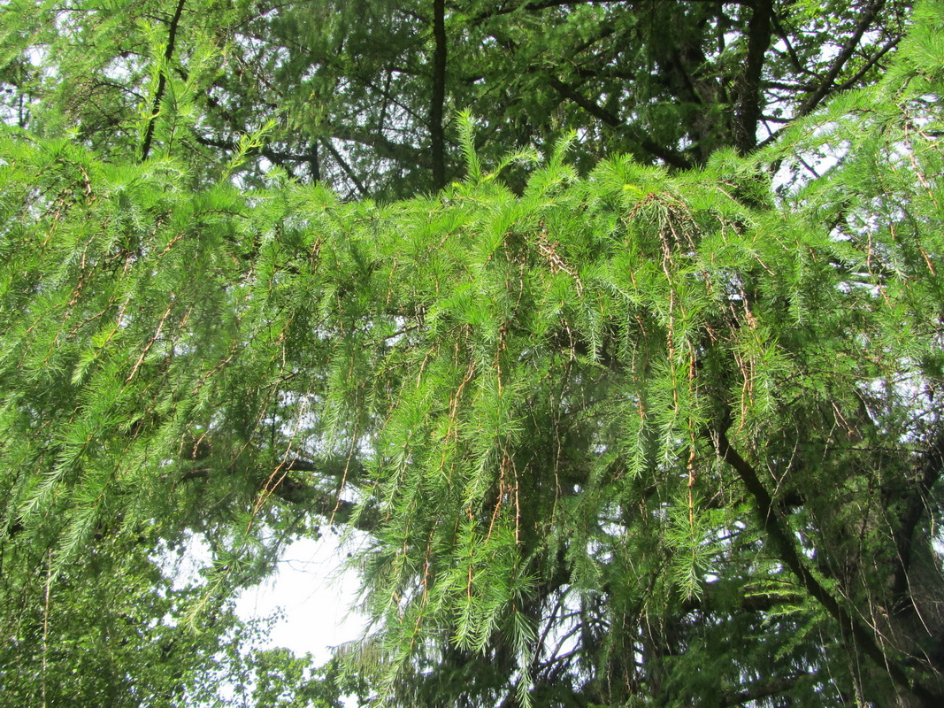 Image of Larix kaempferi specimen.