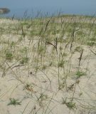 Festuca baicalensis