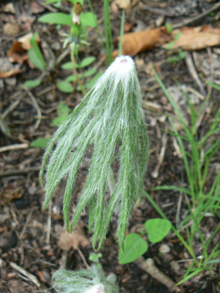 Изображение особи Syneilesis aconitifolia.