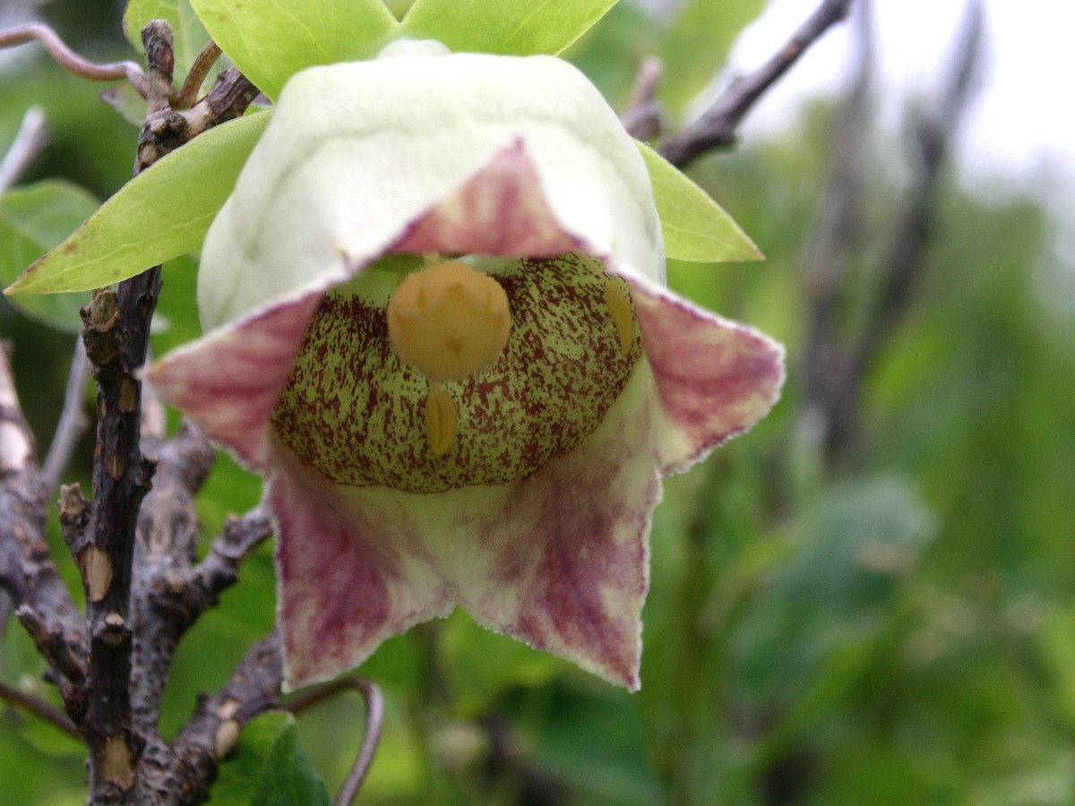 Изображение особи Codonopsis lanceolata.