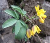 Gymnospermium alberti