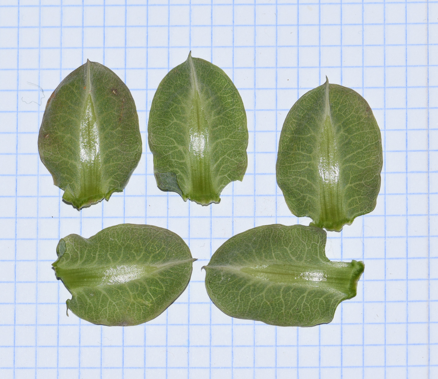 Image of Cobaea scandens specimen.