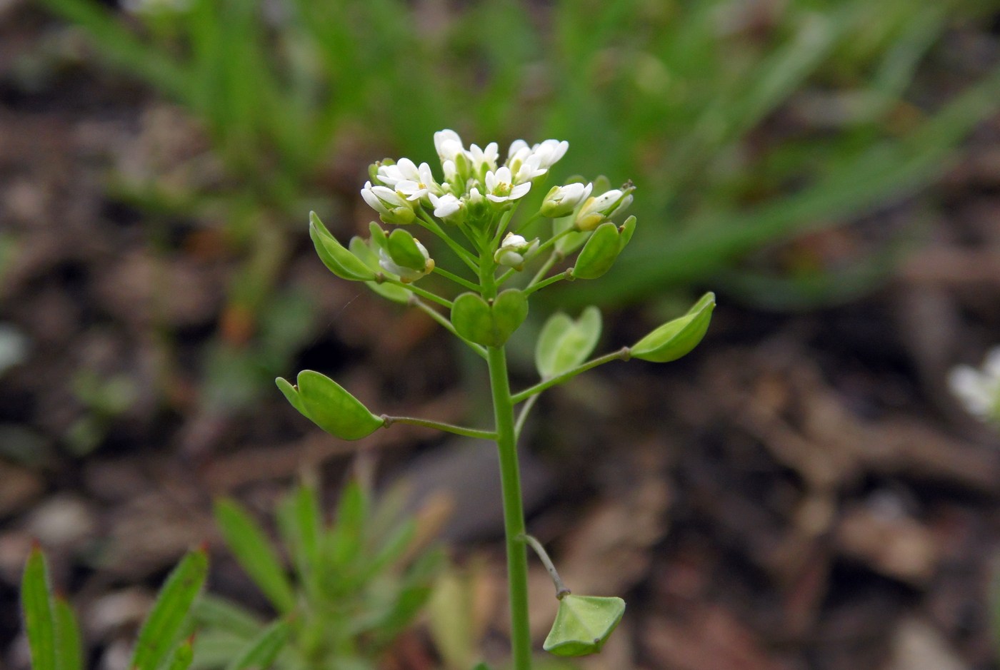 Image of Microthlaspi perfoliatum specimen.