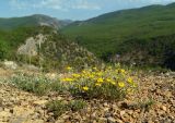 genus Helianthemum