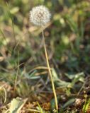 Taraxacum proximum